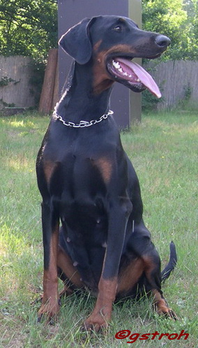 Floh von Mahuba